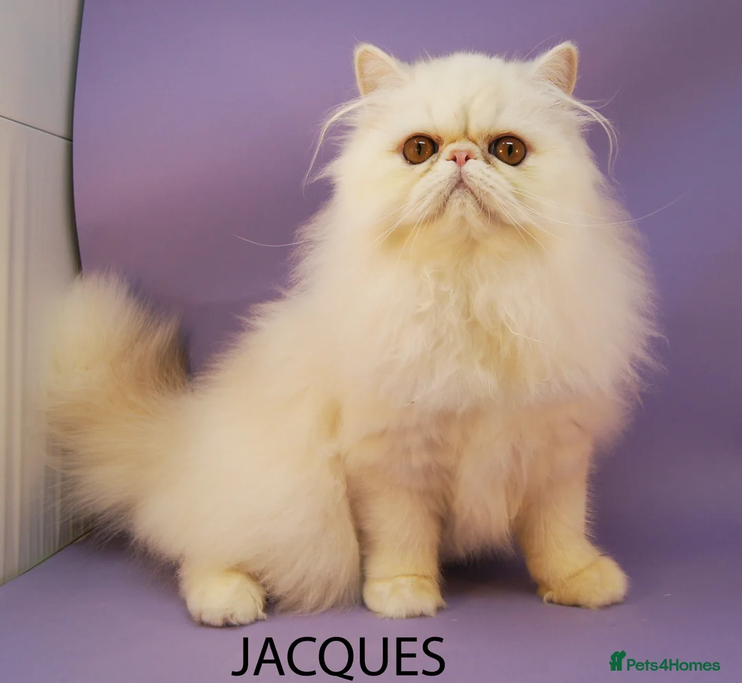 Persian cats for sale: GCCF Registered Adult Persian – Neutered, Show Q - Advert 3