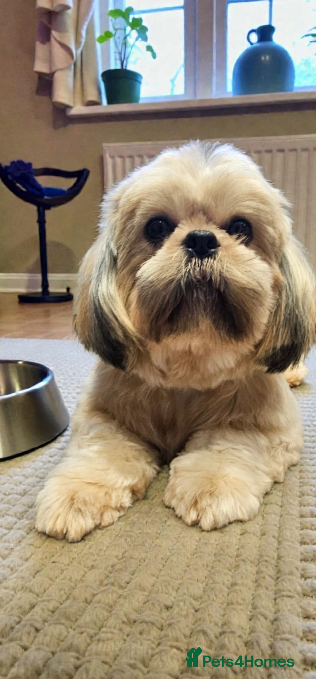 Shih Tzu dogs for sale: 💞TOP QUALITY 💞ADULT SHIH TZU 💞 - Advert 13