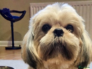 Shih Tzu dogs 💞TOP QUALITY 💞ADULT SHIH TZU 💞 - Advert 4