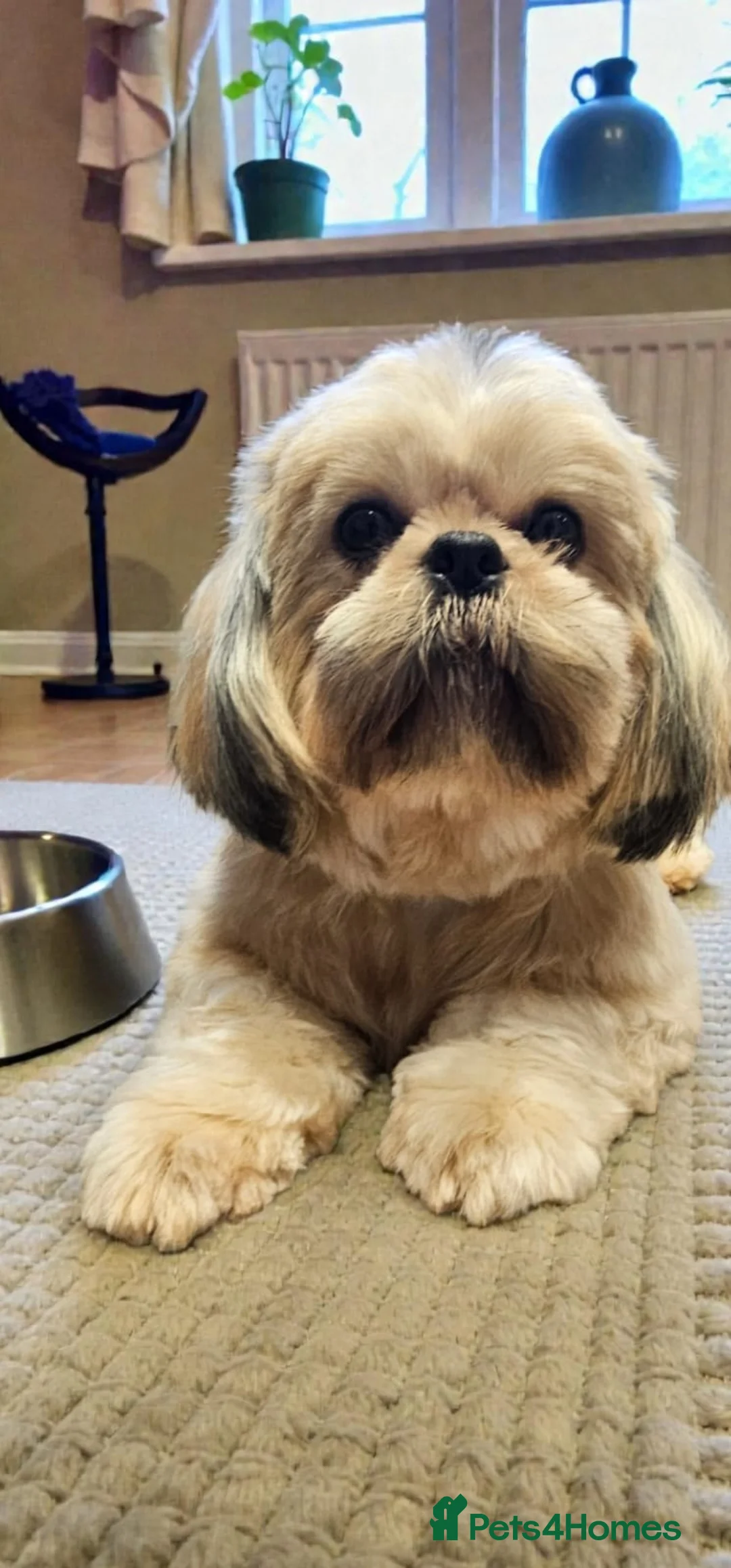 Shih Tzu dogs for sale: 💞TOP QUALITY 💞ADULT SHIH TZU 💞 - Advert 3