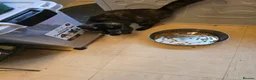 Mixed Breed cats for sale: FEMALE KITTEN  - Advert 3