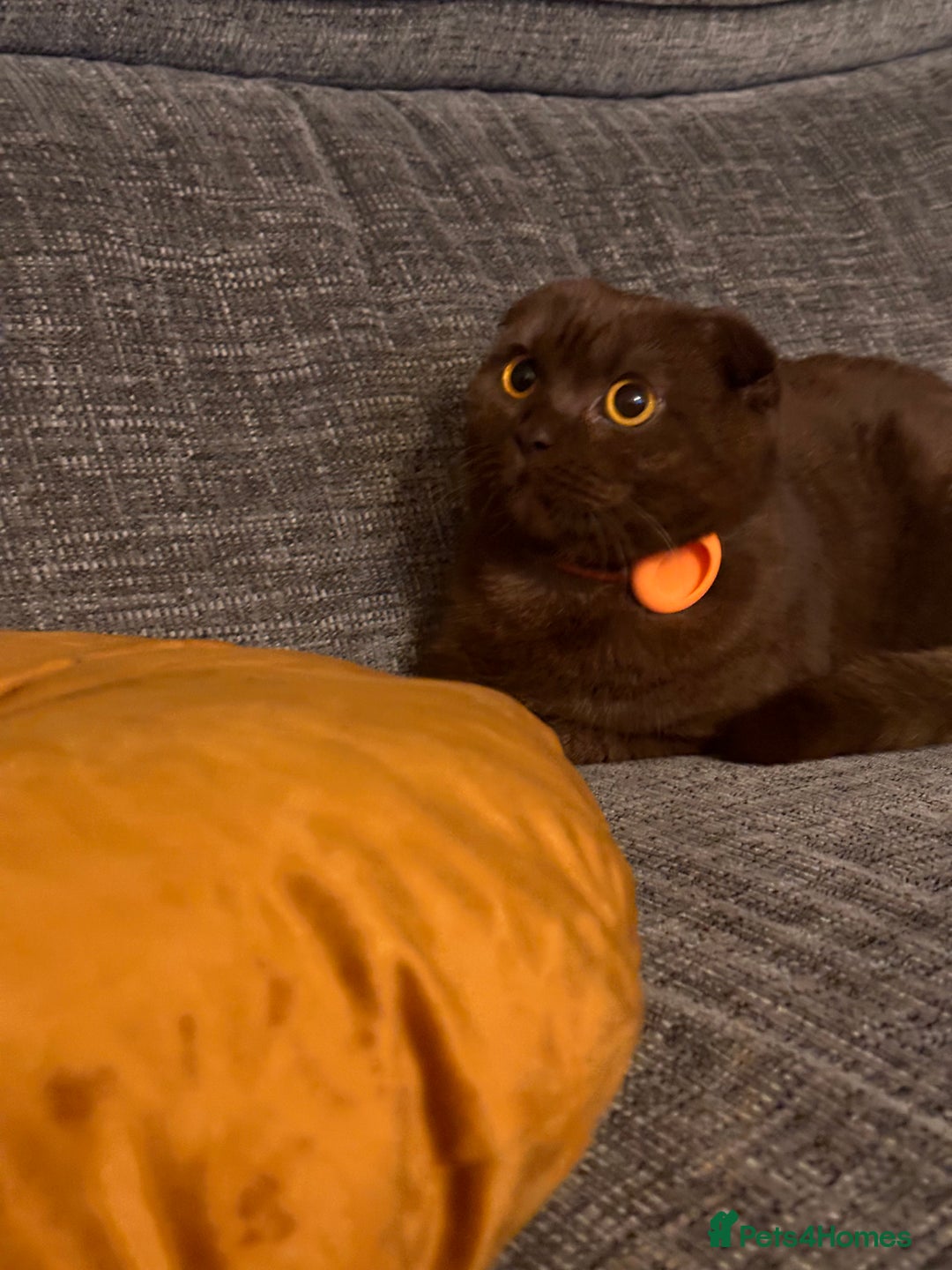 Scottish Fold cats for sale: Adorable Scottish Fold kittens, chocolate & Blue❤️ - Advert 18