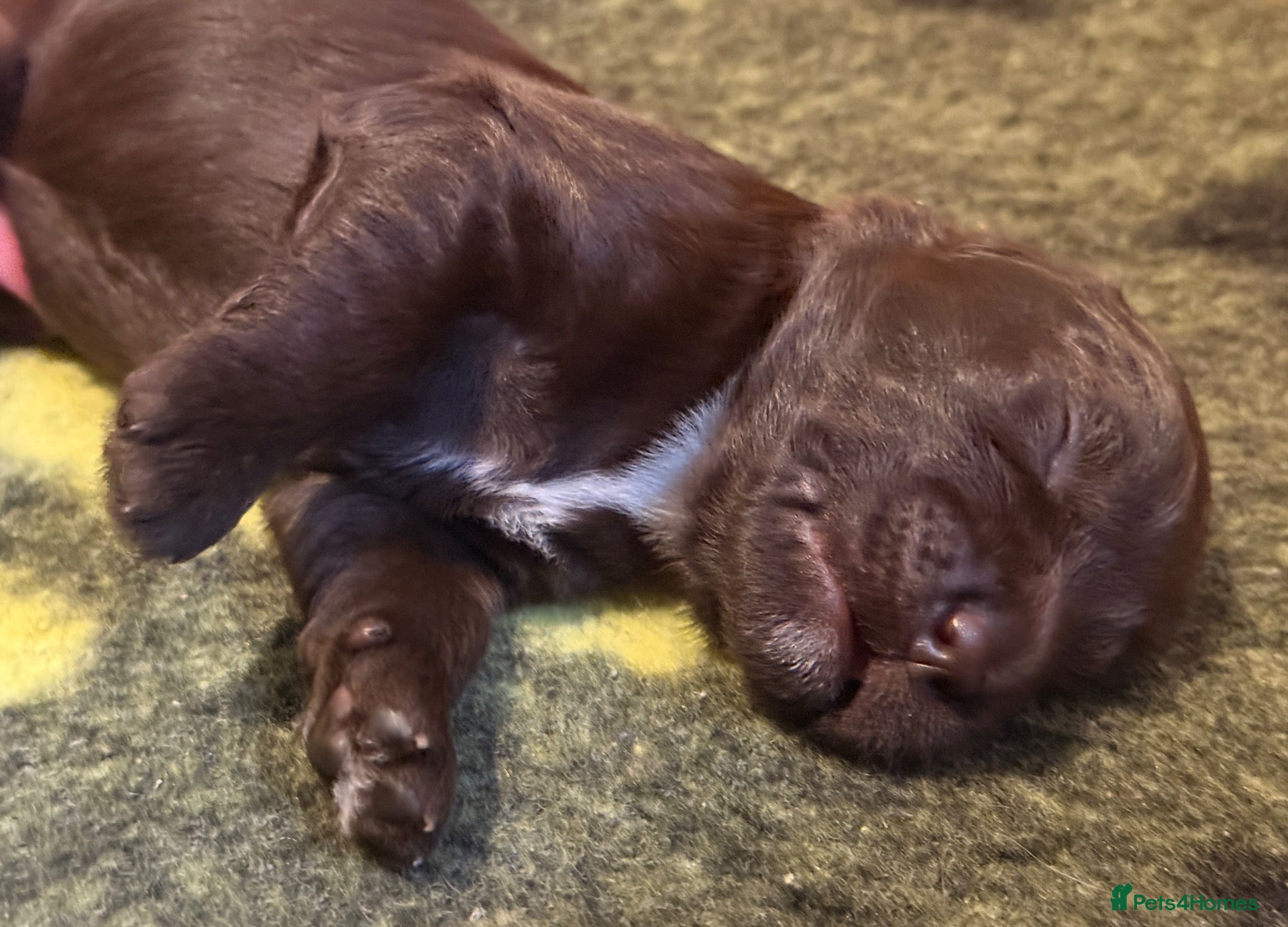 Australian Labradoodle dogs     🐾 Adorable Australian Labradoodle Puppies  - Advert 2