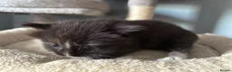 Mixed Breed cats for sale: Long‑Haired Ragdoll Cross Tortoiseshell Kittens - Advert 10