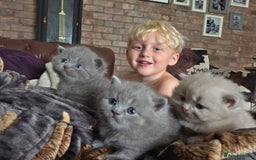 British Shorthair cats for sale: READY Pedigree British shorthair  - Image 7