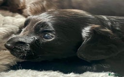 Sprocker dogs for sale: Adorable sprockers  - Image 3