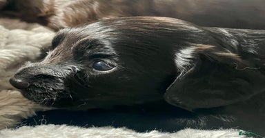 Sprocker dogs - Advert 11