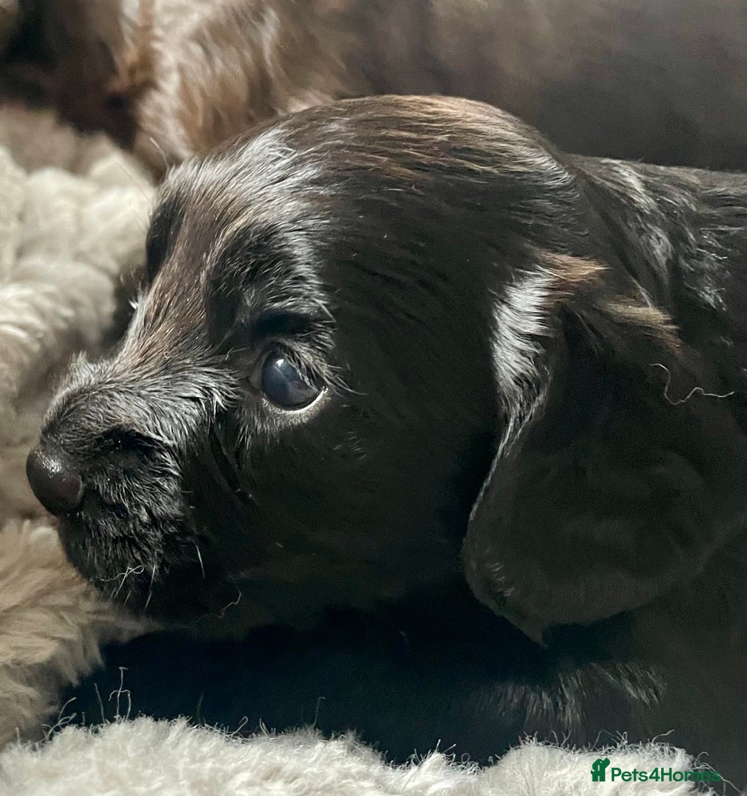 Sprocker dogs for sale: Adorable sprockers  - Image 3