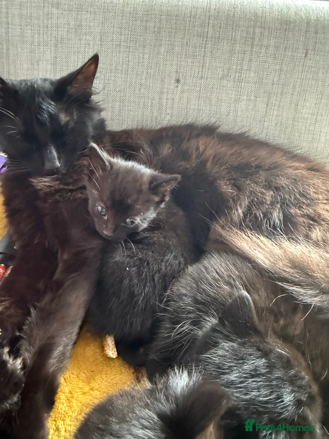 Norwegian Forest Cat cats for sale: Beautiful half Norwegian forest kittens - Advert 2