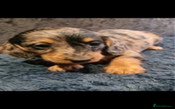 Dachshund dogs for sale: DAPPLE LONG HAIR DACHSHUNDS  - Image 3