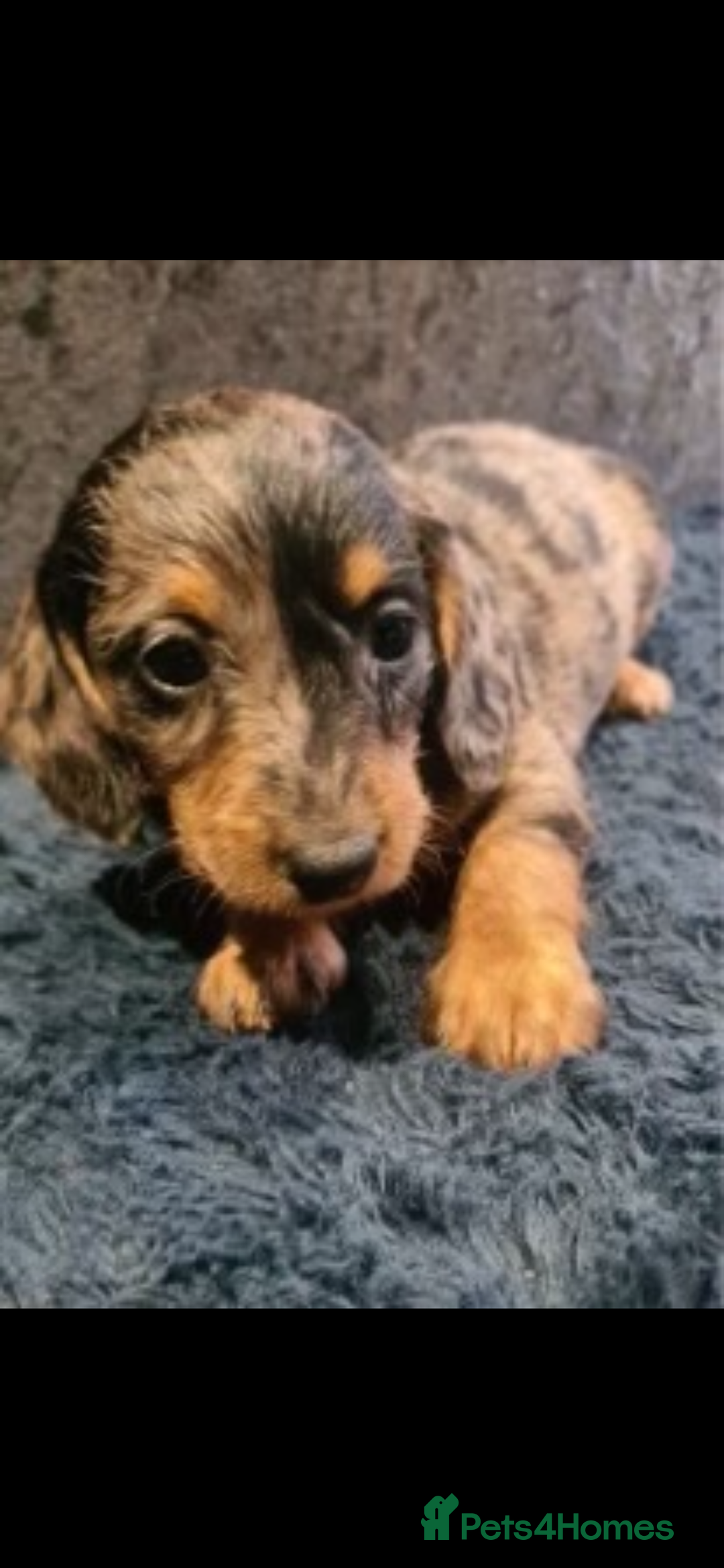 Dachshund dogs for sale: DAPPLE LONG HAIR DACHSHUNDS  - Image 3