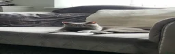 British Shorthair cats for sale: Female british-shorthair  - Advert 8