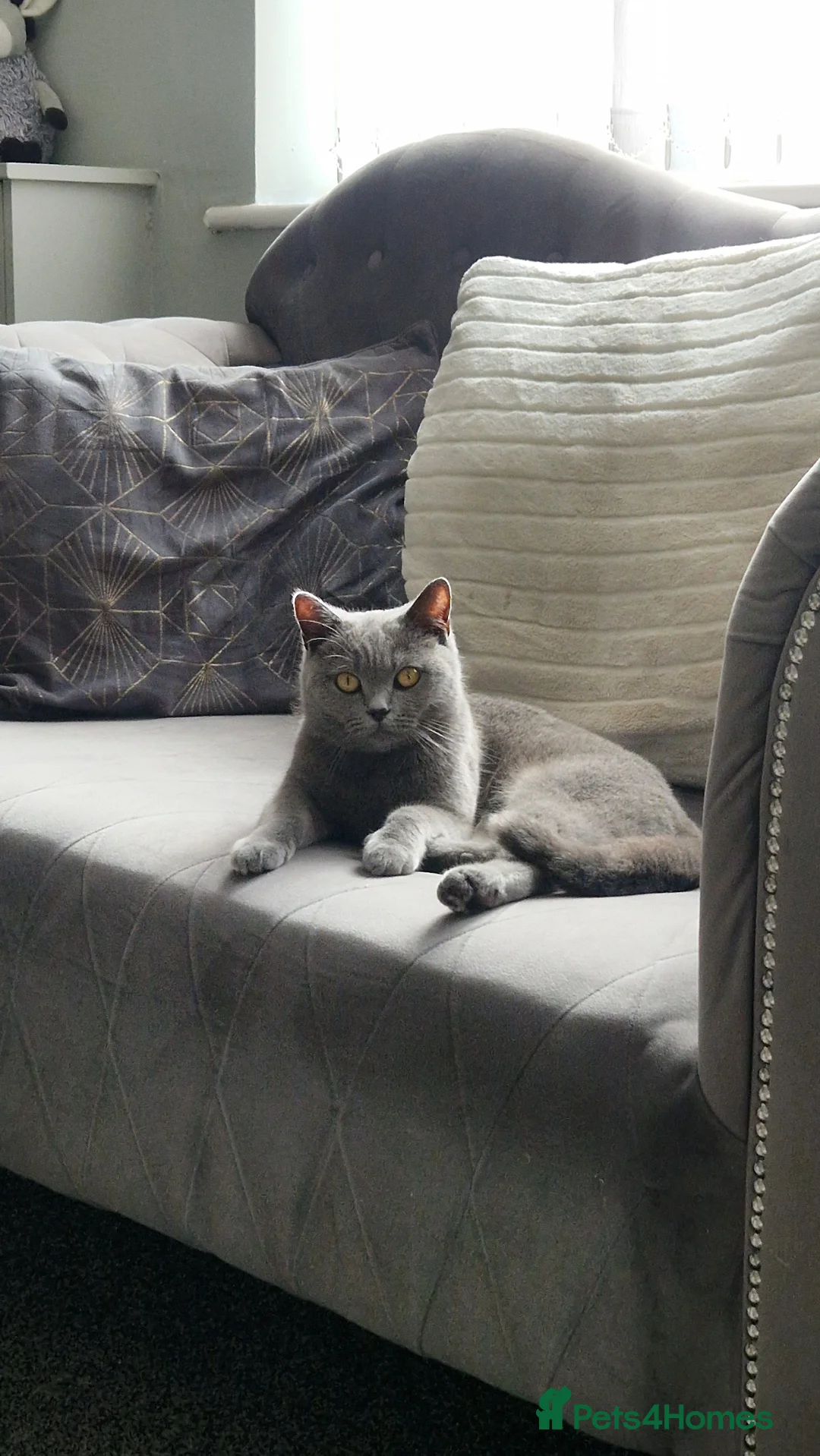 British Shorthair cats for sale: Female british-shorthair  - Advert 8