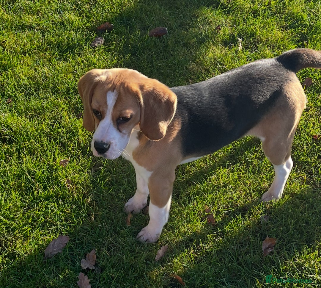 Beagle dogs for sale: Beautiful Girl (9 month old) - Advert 4