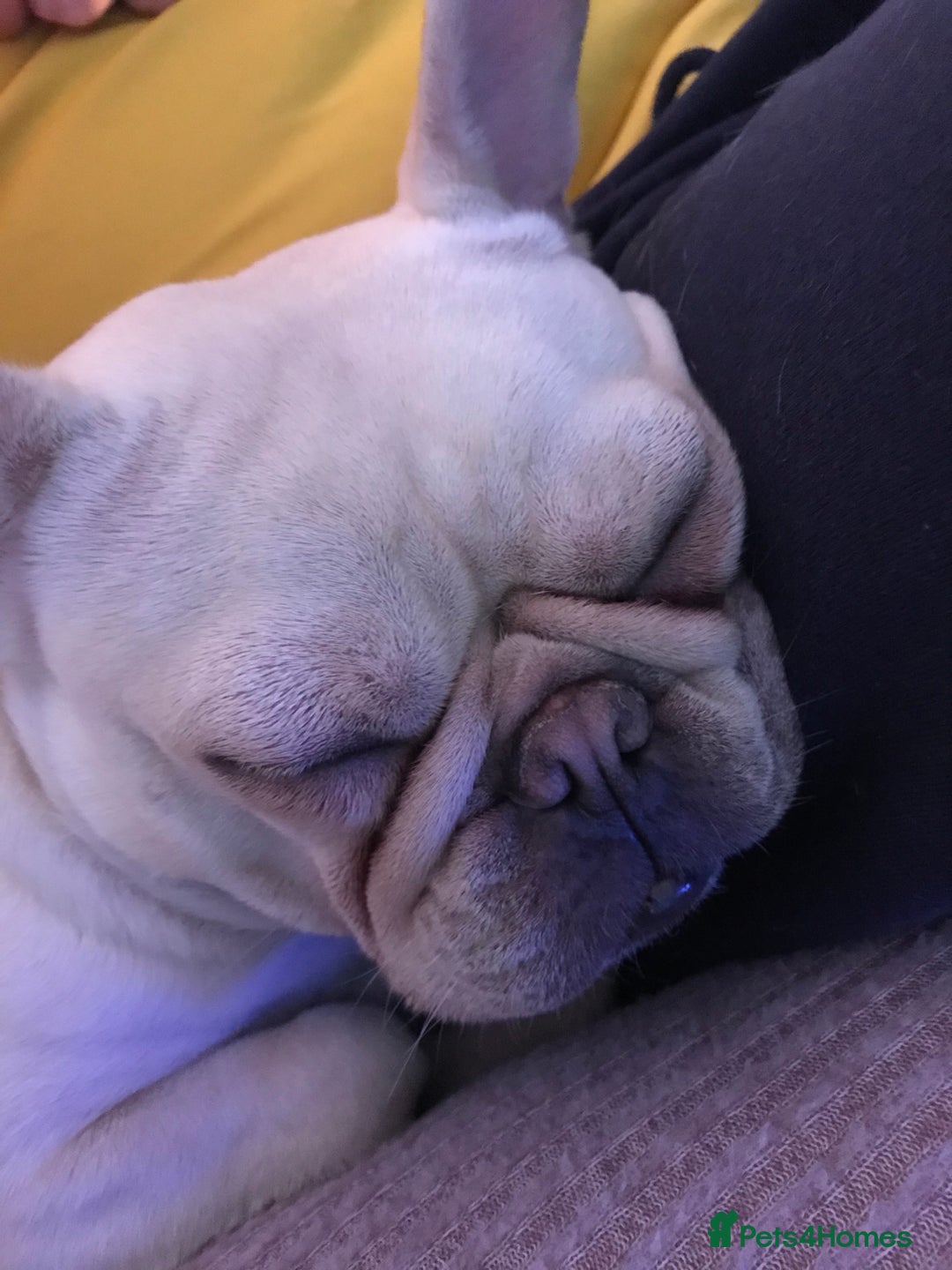 French Bulldog dogs for sale: Female Frenchie needing new home - Image 15