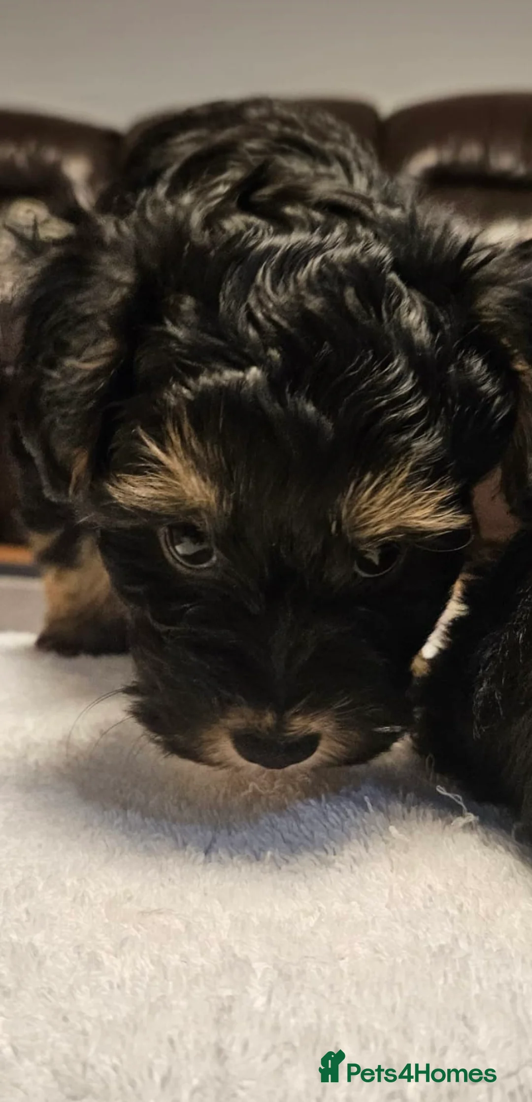 Mixed Breed dogs for sale: Yorkshire terrier X puppies  - Advert 2