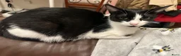 Mixed Breed cats for sale: Adorable kittens needing loving forever homes 🐾 - Advert 3
