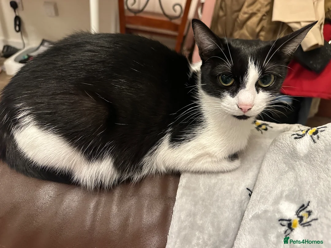 Mixed Breed cats for sale: Adorable kittens needing loving forever homes 🐾 - Advert 3