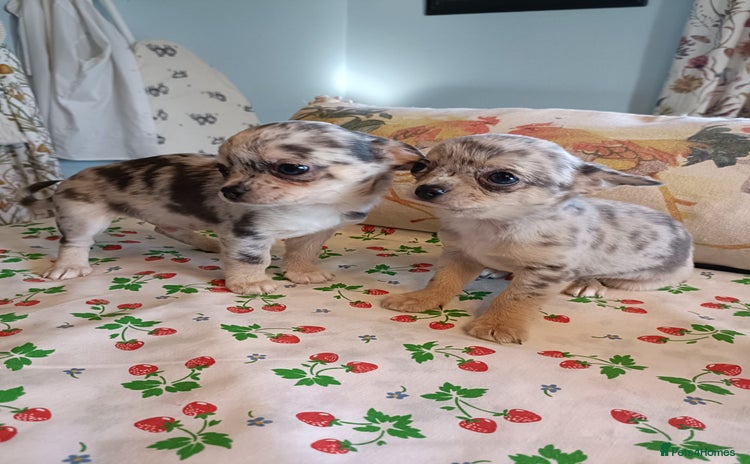 Chihuahua dogs Tiny Chihuahua puppies - Advert 14