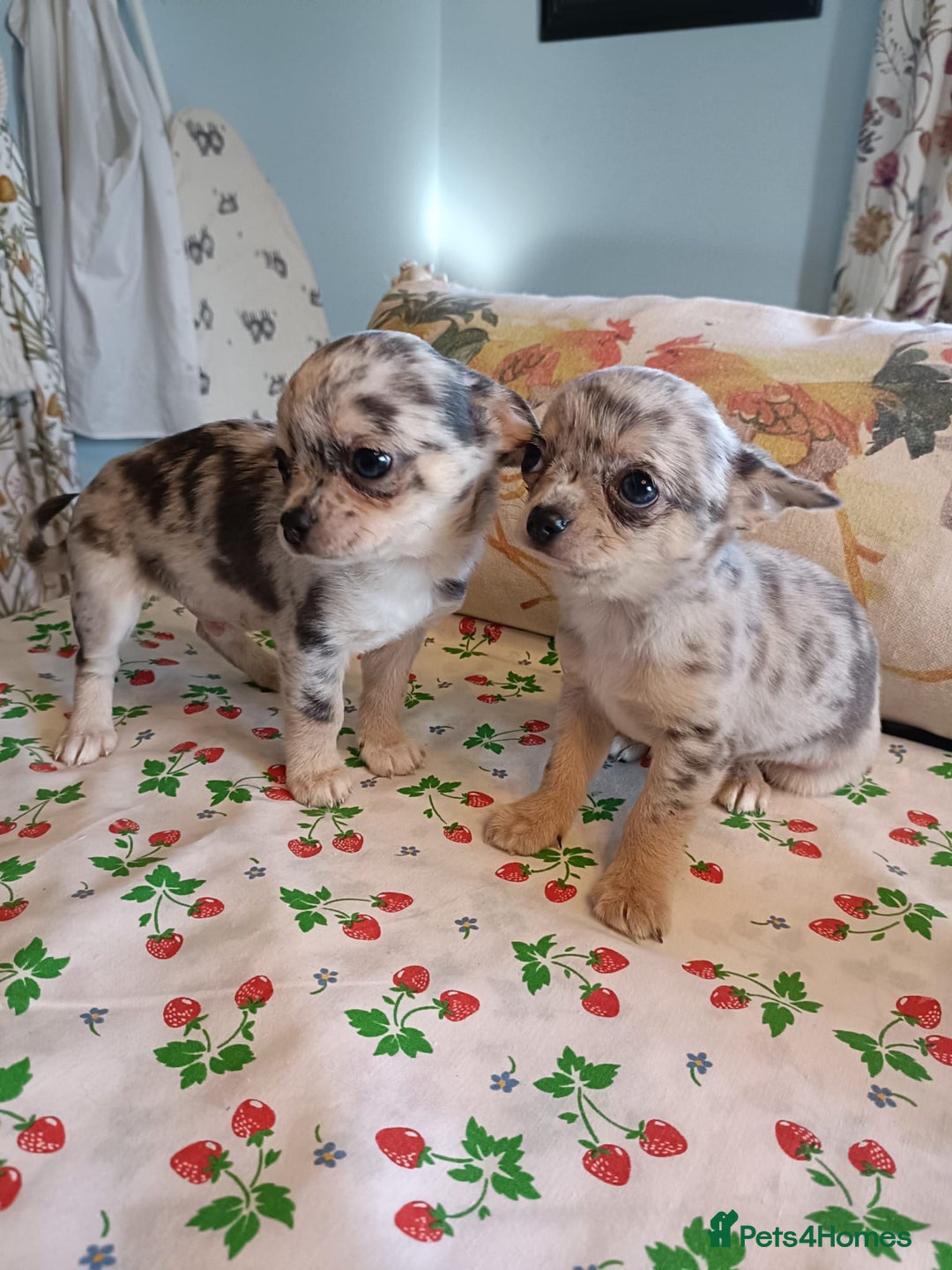 Chihuahua dogs for sale: Tiny Chihuahua puppies - Image 5