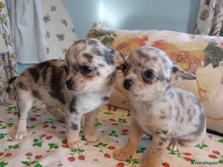 Chihuahua dogs Tiny Chihuahua puppies - Advert 13