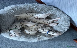 Dalmatian dogs for sale: KC Registered Dalmatian Puppies (Scotland) - Image 14