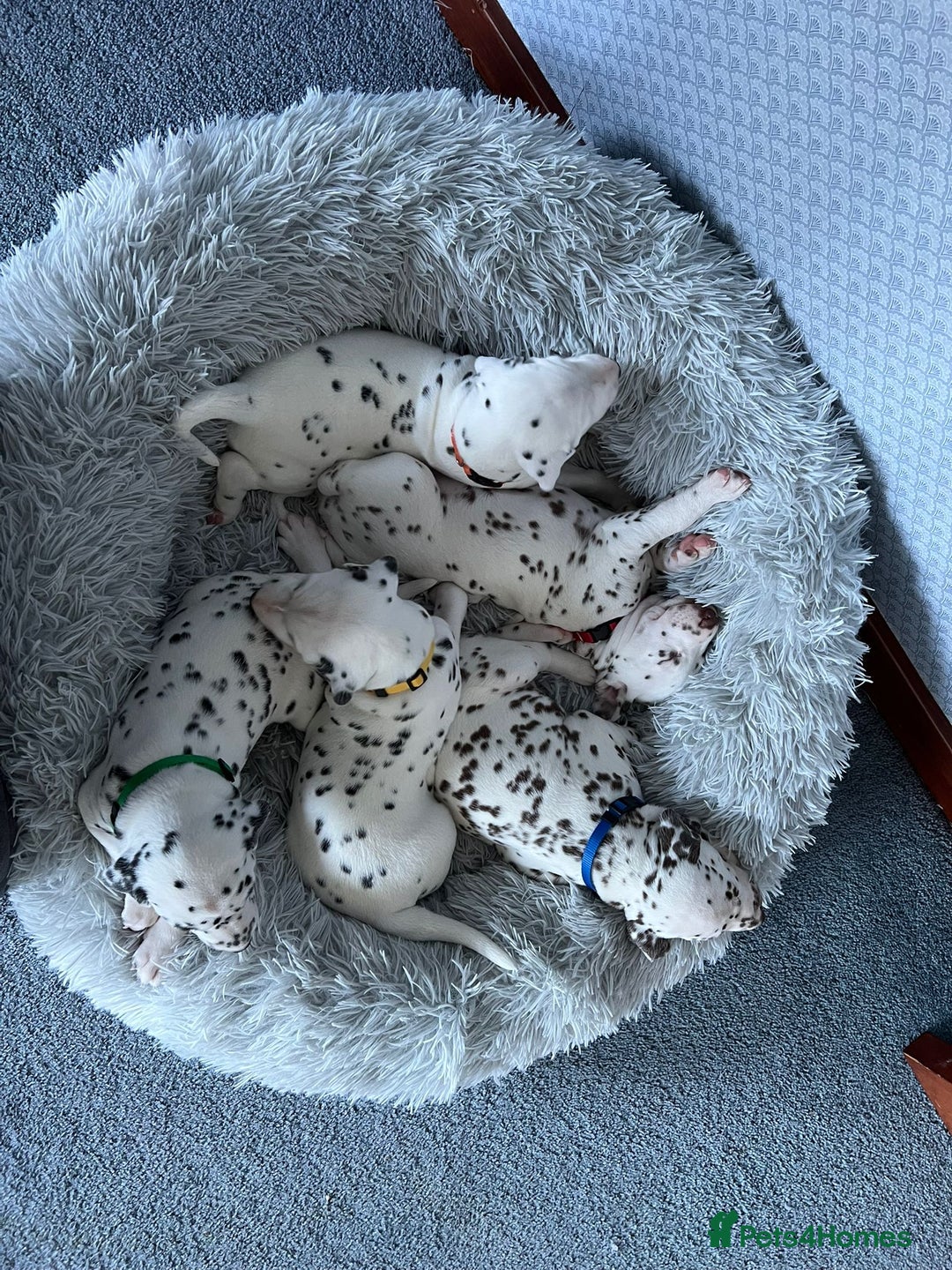 Dalmatian dogs for sale: KC Registered Dalmatian Puppies (Scotland) - Image 14