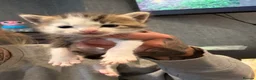 Mixed Breed cats for sale: Beautiful calico kittens in Newbiggin-by-the-Sea - Advert 6