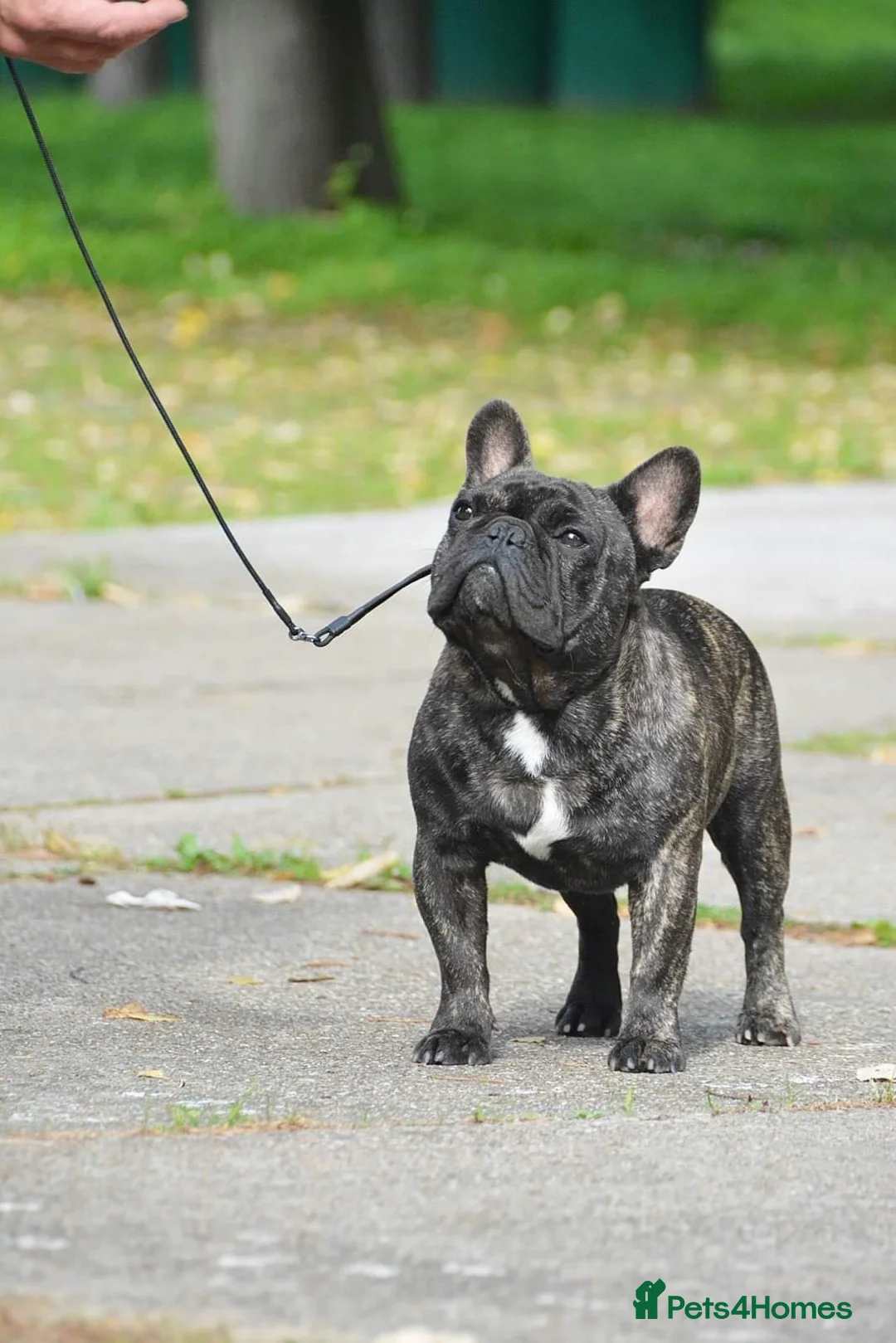 French Bulldog dogs for stud: INTERNATIONAL CHAMPION French Bulldog for STUD - Advert 4