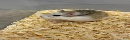 Hamster rodents for sale: Roborovski Hamsters - Advert 4