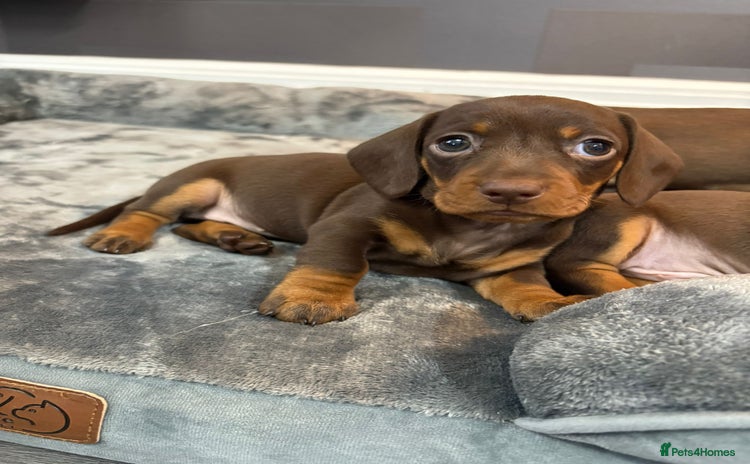 Miniature Dachshund dogs - Advert 2