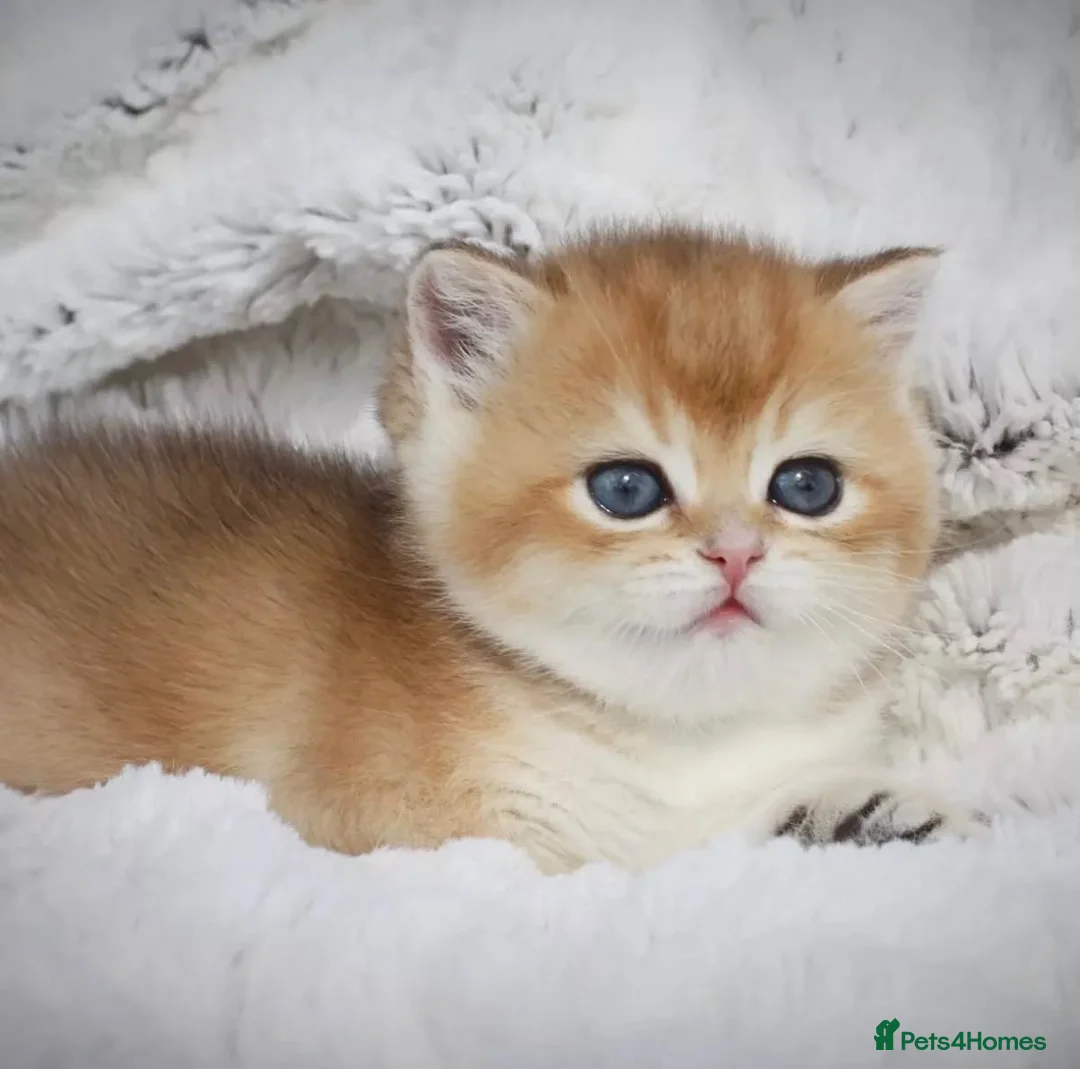British Shorthair cats for sale: Beautiful golden/gold British shorthair kitten - Advert 2