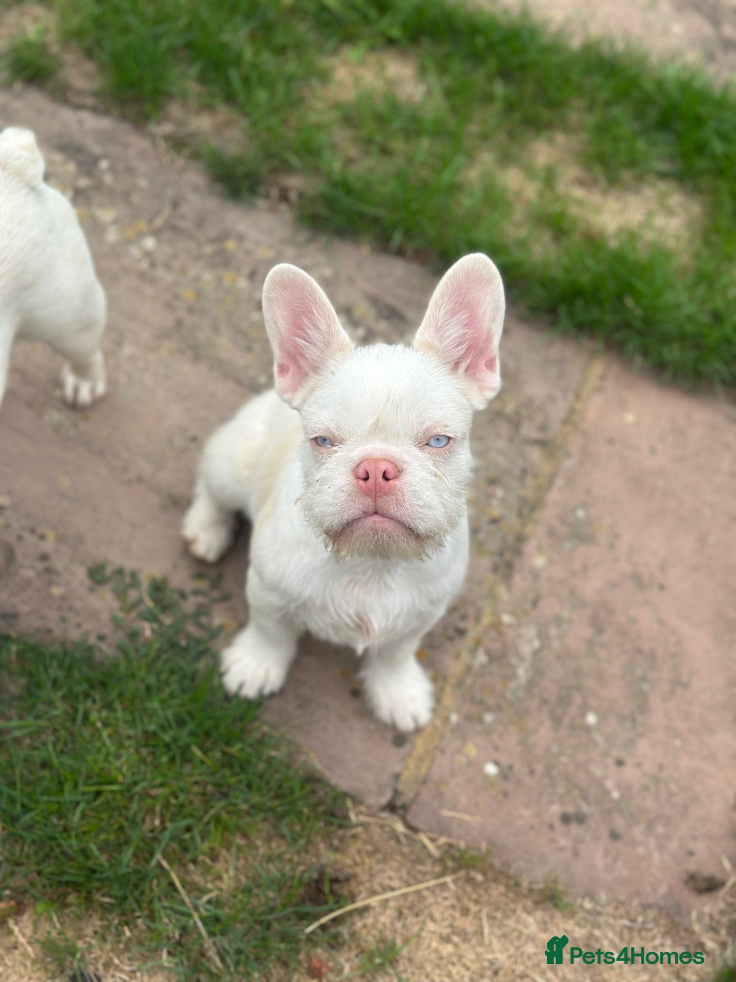 French Bulldog dogs 3 male french bulldogs  - Advert 16