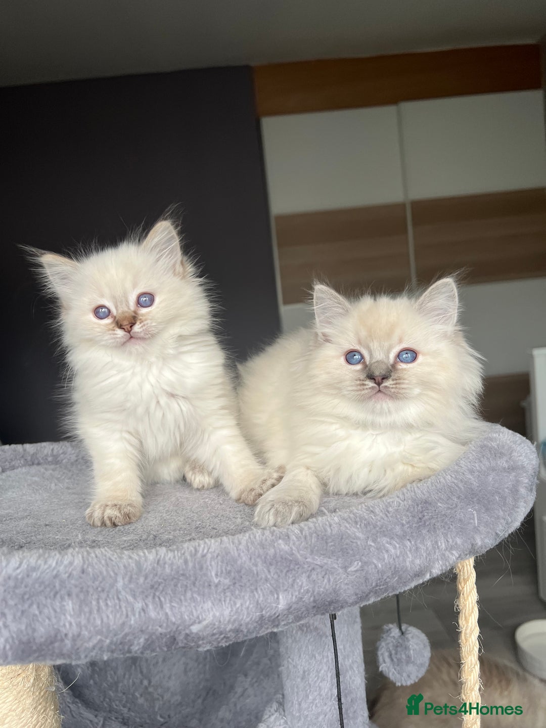 Ragdoll cats for sale: GCCF Ragdoll kittens for sale - Advert 17