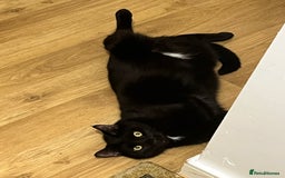 Bombay cats for sale: Ozzy needs a loving family! - Image 1
