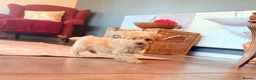 Mixed Breed dogs for sale: RARE STUNNING cute F1 cairn-oodles ❤️🐾 - Advert 16