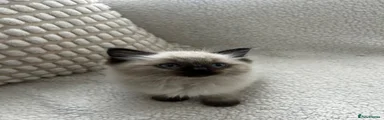 Ragdoll 3