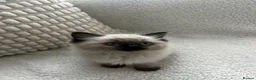 Ragdoll cats for sale: Kittens for sale  - Advert 5
