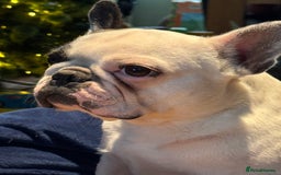 French Bulldog dogs for sale: KC reg pure French Bulldog puppies - Image 10