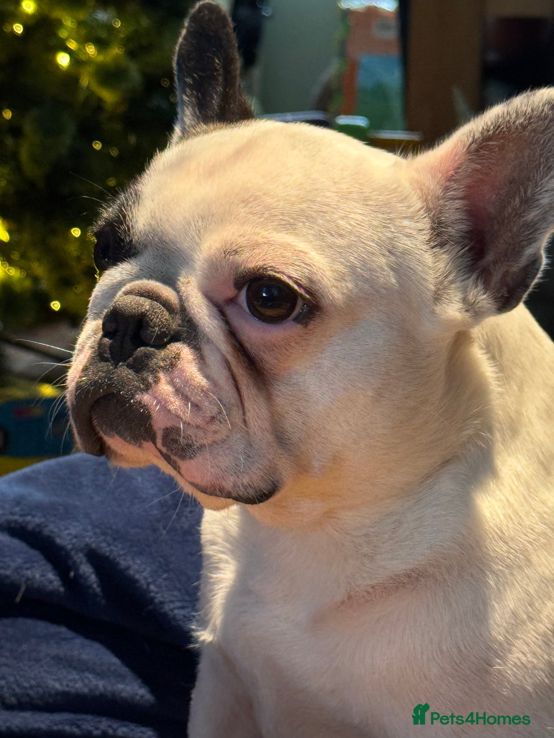 French Bulldog dogs for sale: KC reg pure French Bulldog puppies - Image 10