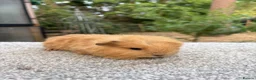 Guinea Pig rodents for sale: Swiss Guinea Pigs Boars - Advert 4