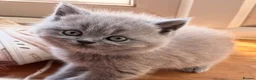 British Shorthair cats for sale: Gorgeous Pedigree BSH x Persian ready to go now - Advert 8