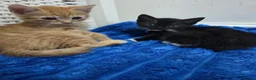 American Shorthair cats for sale: Ginger Male 8 Week Old Kitten - Advert 5