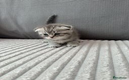 Scottish Fold cats for sale: Scottish fold kittens - Image 17