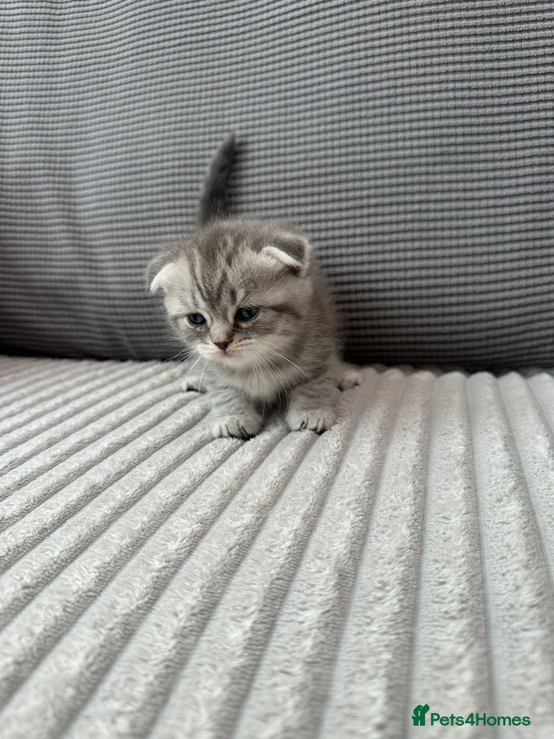 Scottish Fold cats for sale: Scottish fold kittens - Image 17