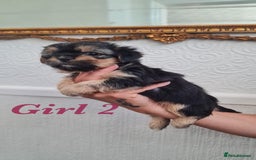 Shorkie dogs for sale: 4 beautiful shorkie pups fully vaccinated  - Image 5