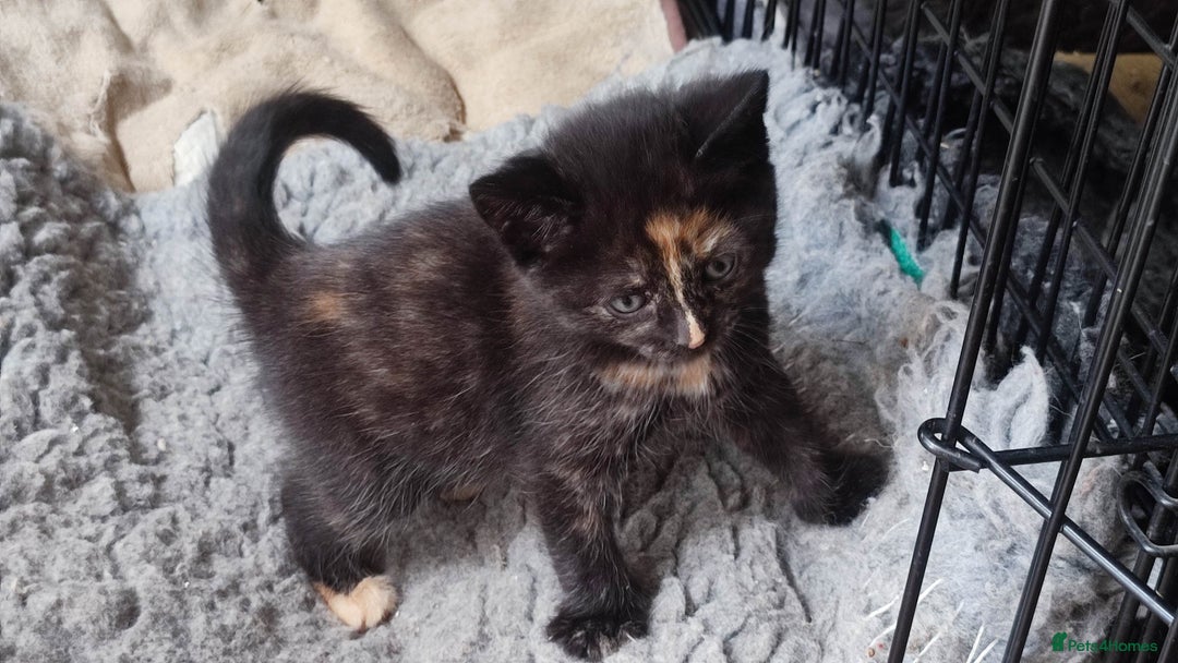 British Shorthair cats for sale: Adorable kittens  in Great Missenden - Image 23