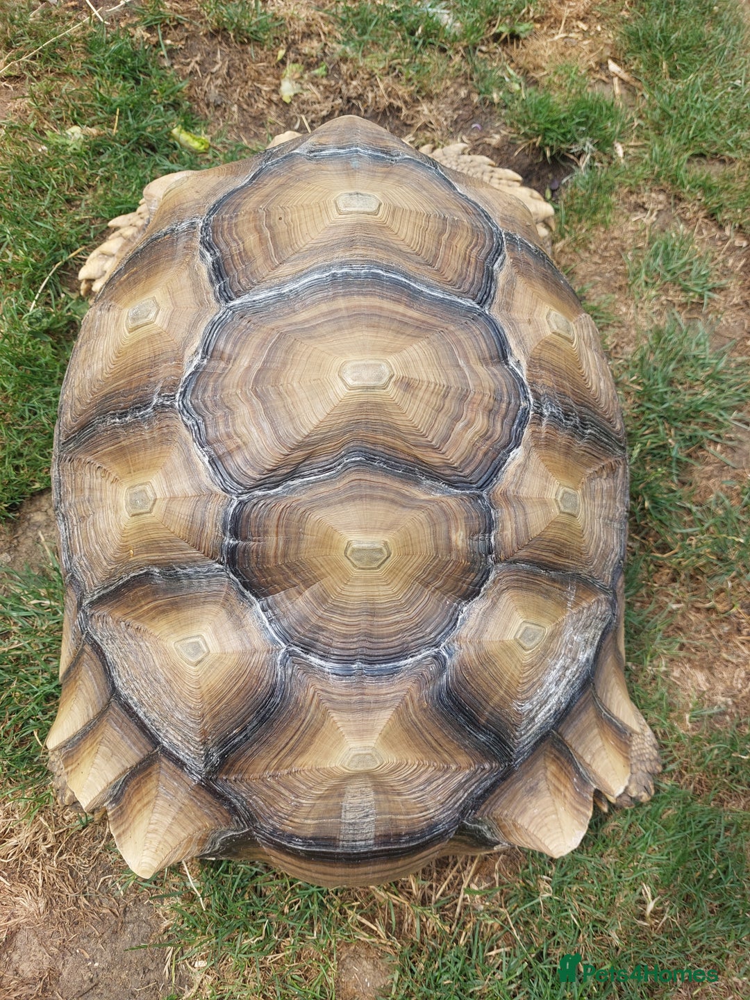 Tortoise reptiles for sale: Male sulcata tortoise 10 years old - Image 2