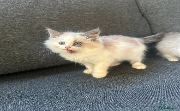 Siberian cats - Advert 3