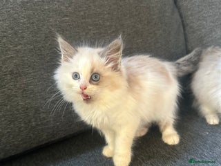 Siberian cats - Advert 4